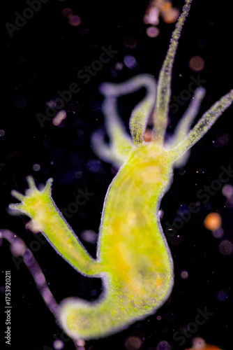 Hydra is a genus of small, fresh-water animals of the phylum Cnidaria and class Hydrozoa under the microscope for education.