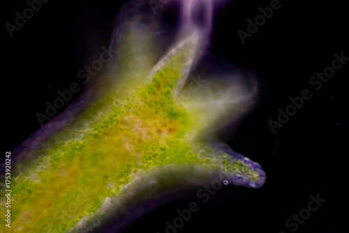 Hydra is a genus of small, fresh-water animals of the phylum Cnidaria and class Hydrozoa under the microscope for education.