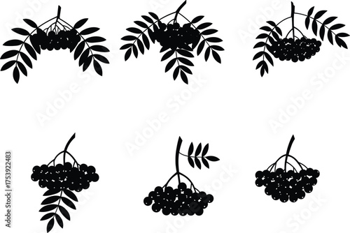 Berry silhouette set, black botanical design, leaf and fruit illustration, nature graphic element, pinnate leaf cluster, minimal berry artwork, seasonal plant concept, organic theme