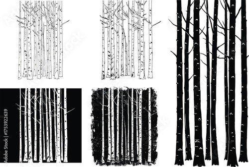 Birch tree illustrations, black and white artwork, bark texture detail, artistic forest concept, high contrast design, nature study, botanical diversity, sketch style, landscape element