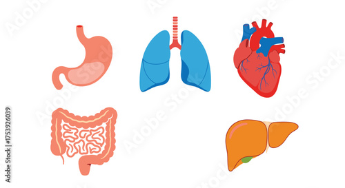 A detailed visual representation of the human digestive respiratory and circulatory system organs.