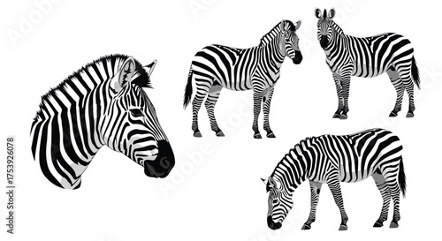 A close up of a zebras head and three full body zebras grazing in a field.
