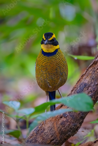 A selective focus image of an exotic Javanese pitta bird perched on a branch