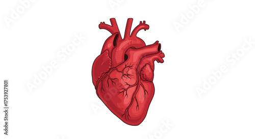 An animated illustration of a human heart pulsing rhythmically to represent life and vitality.