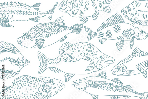 Various fish species illustrated in a detailed line art style on a plain background
