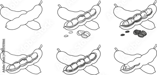 Pea pod opening stages, vegetable growth sequence, botanical process illustration, fresh green peas, educational food vector, farming concept, stock clipart