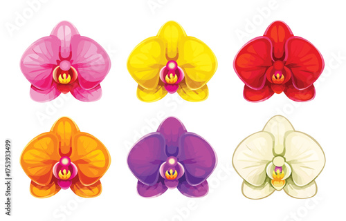 Vibrant collection of orchid flowers in various beautiful colors against a white background.