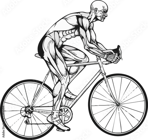 Anatomical illustration of a muscular cyclist in profile, actively riding a road bicycle with exposed muscle structure.