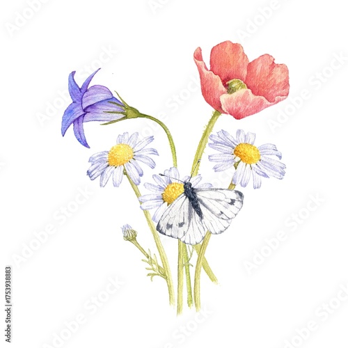 watercolor drawing bouquet of flowers with red poppy, daisy and butterfly isolated at white background, wild flowering plants, hand drawn illustration