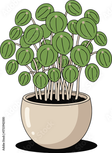 Pilea peperomioides plant in a beige pot with brown soil and a shadow on a white background chinese money plant