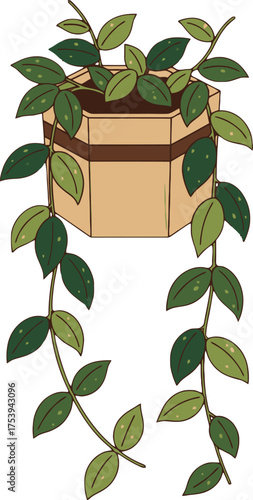 Trailing Hoya Plant with Green Leaves in a Hexagonal Pot Hanging Downwards Keywords: hoya, plant, trailing plant, hanging plant, vine, green leaves, potted plant, houseplant, indoor plant, home
