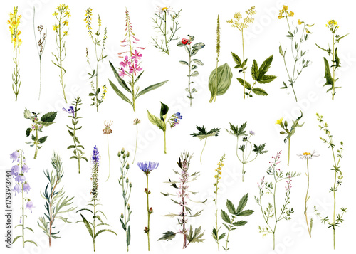 watercolor drawing sketch of plants, leaves and flowers isolated at white background, natural elements, hand drawn botanical illustration