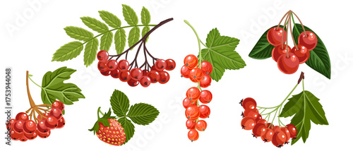 vector drawing set of red berries isolated at white background, raspberry, cherry,rowan, guilder rose, hawthorn, currant and strawberry, hand drawn illustration