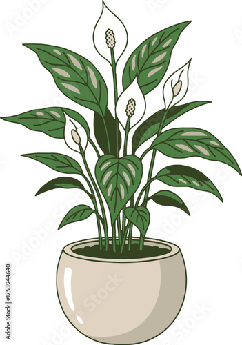 Peace Lily Plant with White Flowers and Green Leaves in a Light Beige Pot spathe spadix