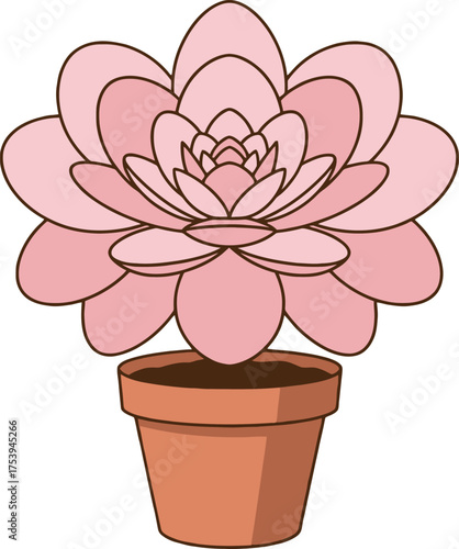 Pink succulent plant in a terracotta pot with a white background potted
