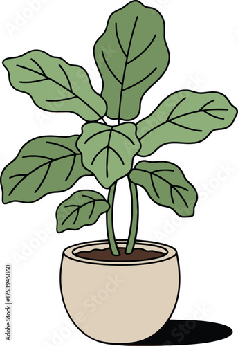 Fiddle leaf fig plant in a beige pot with large green leaves and a shadow on a white background potted plant