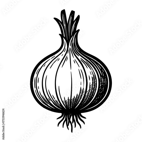 Vintage black and white vector illustration of an onion, engraved style vegetable drawing for organic, vegan, or farm-to-table design projects