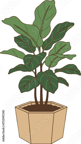 Simple illustration of a Fiddle Leaf Fig plant in a hexagonal light brown planter, featuring large green leaves
