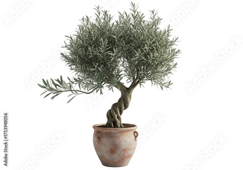 Twisted olive tree in terracotta pot isolated on a transparent background