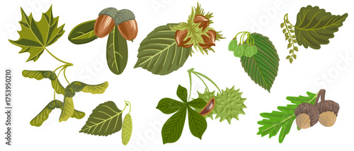 vector drawing branch of trees with green leaves, seeds and fruits , isolated at white background, hand drawn illustration