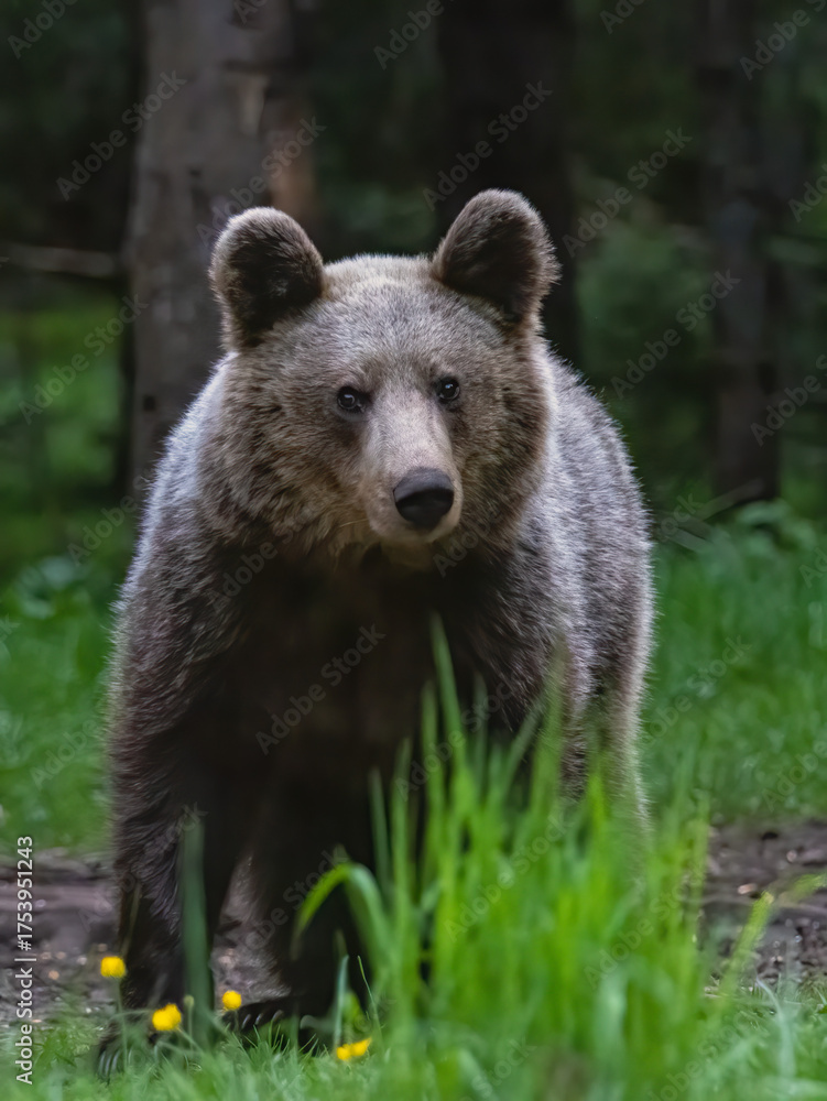 Fototapeta premium Brown Bear close up portrait in the nature