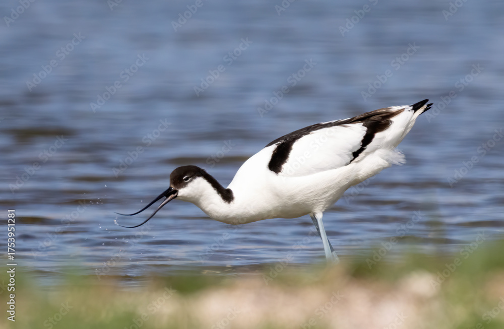 Obraz premium Pied Avocet (Recurvirostra avosetta) in a natural habitat