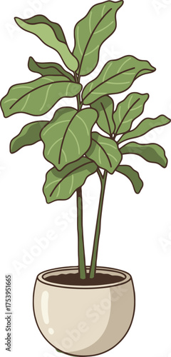 Fiddle Leaf Fig Plant with Large Green Leaves in a Creamy White Pot potted plant houseplant