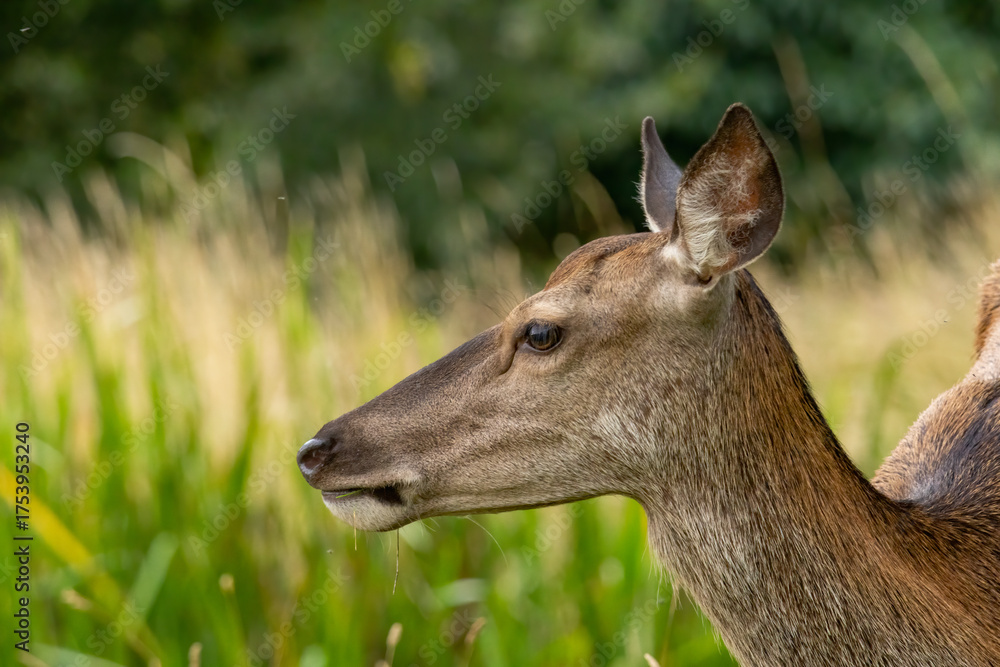 Fototapeta premium Red deer (Cervus elaphus) in a natural habitat