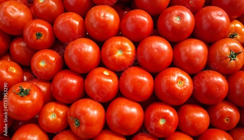 A full-frame close-up shot shows rows of perfectly arranged red tomatoes