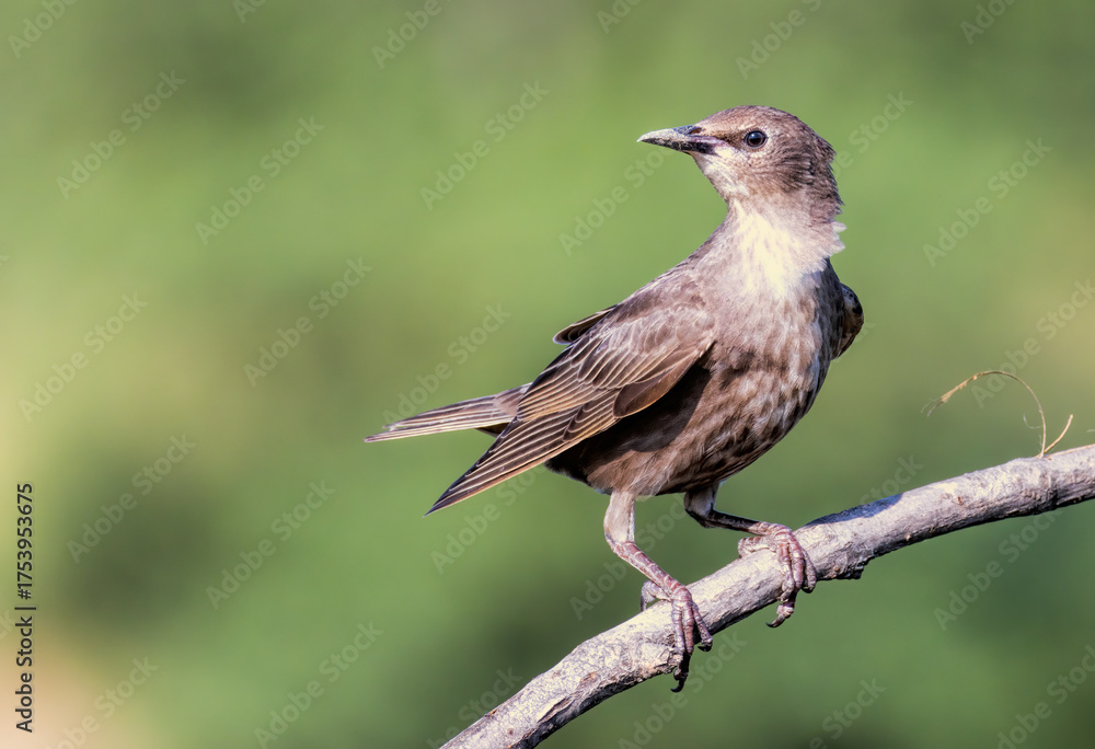 Naklejka premium Common Starling bird sitting on branch