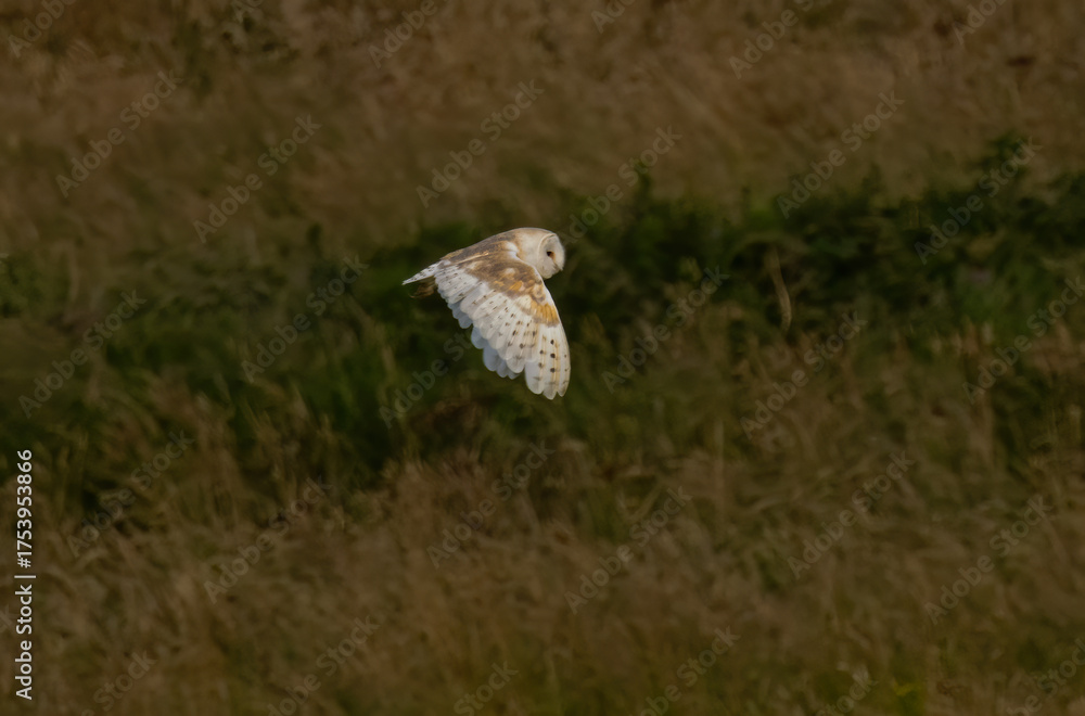 Fototapeta premium Barn Owl in a natural habitat