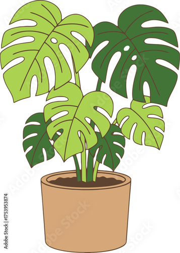 Monstera plant with large split leaves in a light brown pot on a white background potted plant tropical