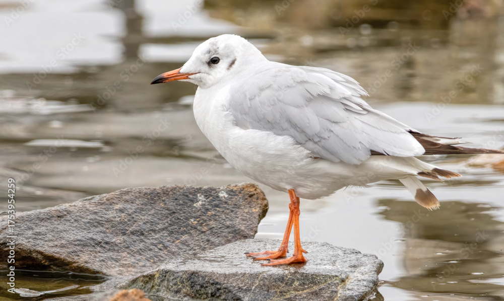 Fototapeta premium Black-headed Gull (Chroicocephalus ridibundus) in a natural habitat