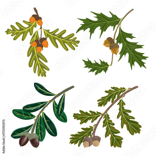 vector drawing branches of different varieties of oak tree, red oak, southern live oak , burr oak and white oak with green leaves and acorns , isolated at white background, hand drawn illustration