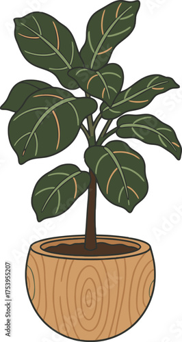 Potted Fiddle Leaf Fig Plant with Dark Green Oval Leaves potted plant houseplant