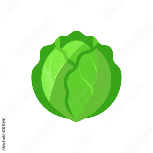 Illustration of a single head of cabbage on transparent background