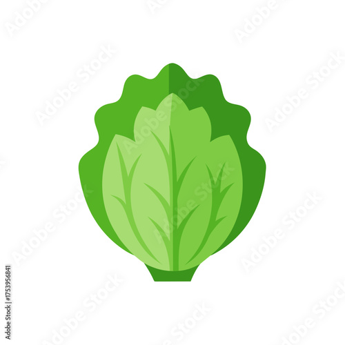 Illustration of a head of green lettuce on transparent background