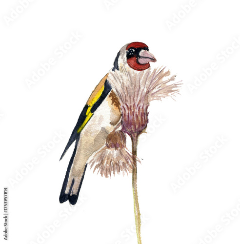 watercolor drawing European goldfinch bird at plant of creeping thistle isolated at white background, natural composition, hand draw illustration