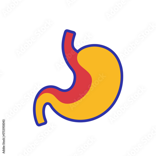 Illustration of human stomach anatomy view on transparent background