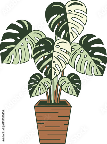 Variegated Monstera Deliciosa Plant in a Wooden Pot with White Background houseplant potted plant