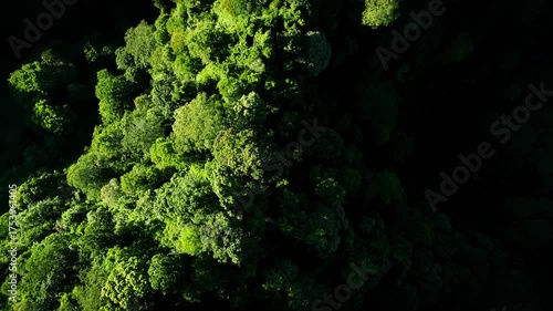 Aerial top view of the jungle on Bromo Tengger Semeru slopes, Indonesia