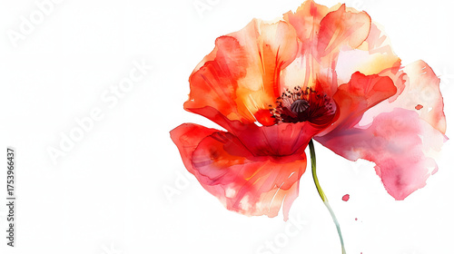 Fototapeta Naklejka Na Ścianę i Meble -  poppy flower watercolor simple minimal clean