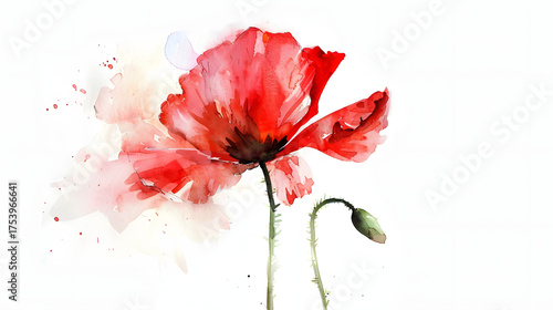 Fototapeta Naklejka Na Ścianę i Meble -  poppy flower watercolor simple minimal clean