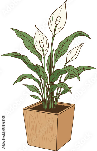 Illustration of a peace lily plant with white flowers and green leaves in a wooden square pot wooden pot