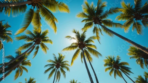 Wallpaper Mural Tropical beach view with palm trees and blue sky from below perspective Torontodigital.ca