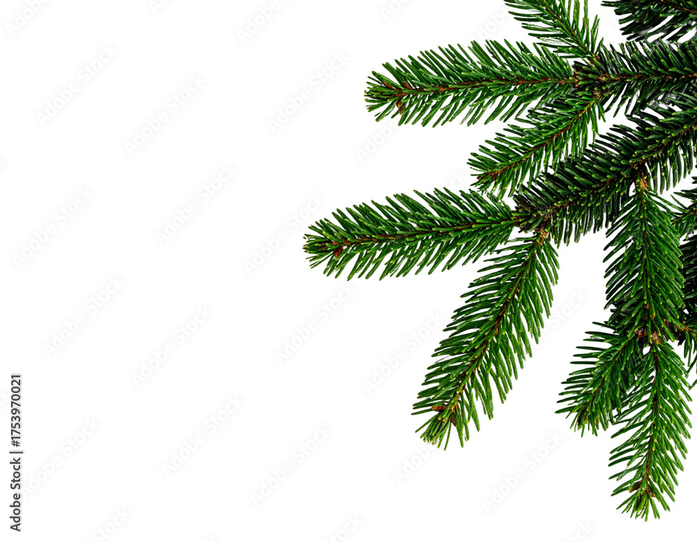 Naklejka premium Isolated evergreen fir or pine tree branch with green needles for Christmas and New Year holiday decoration