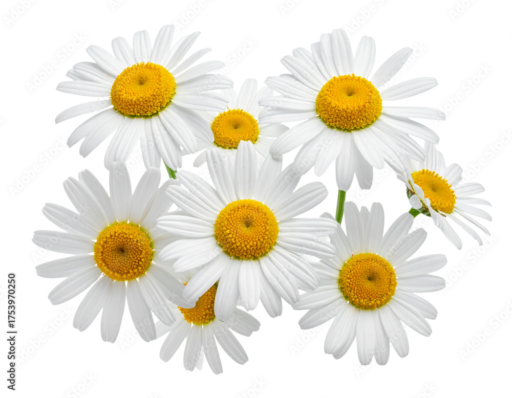 Fototapeta premium Daisy flowers blooming in spring, isolated on a white background with a touch of summer nature and beauty