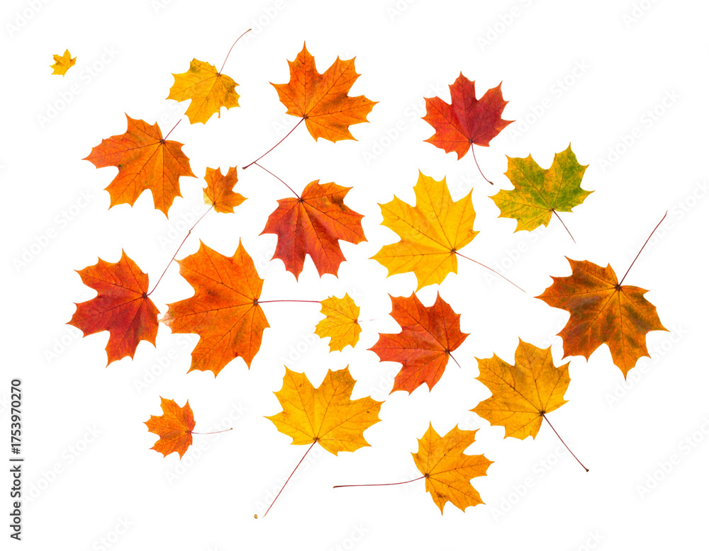 Fototapeta premium The autumn maple leaf foliage, isolated on white, displays a vibrant pattern of red, orange, and yellow