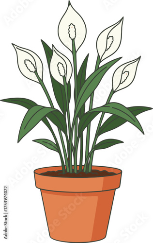White Spathiphyllum Plant with Green Leaves in Terracotta Pot Isolated on White Background peace lily
