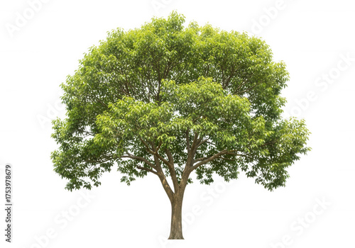 Lush green deciduous tree with brown trunk isolated on a transparent background